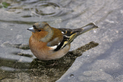 Common Chaffinch (Fringilla coelebs)