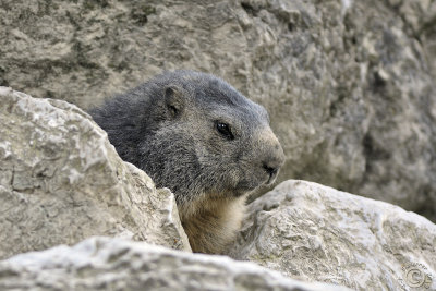 Alpine Marmot 1 (Marmota marmota)