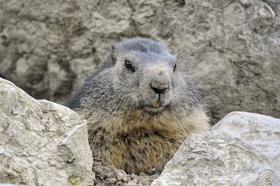 Alpine Marmot 2 (Marmota marmota)