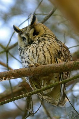 Long-eared Owl #2 (Asio otus)