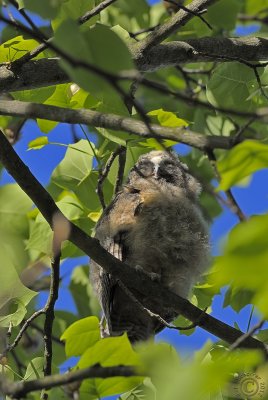 Baby Long-eared Owl #1