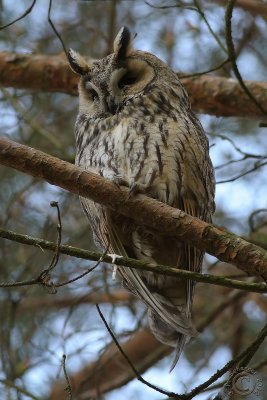 Long-eared Owl #3 (Asio otus)
