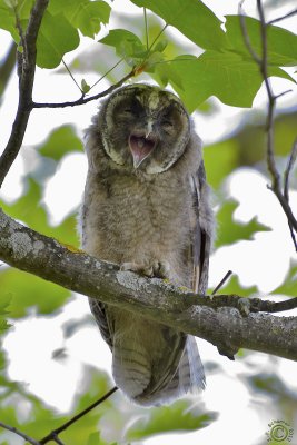 Baby Long-eared Owl #4