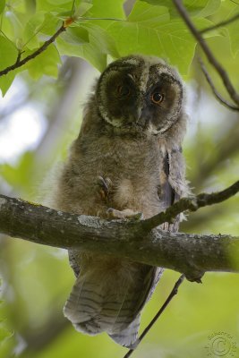 Baby Long-eared Owl #5