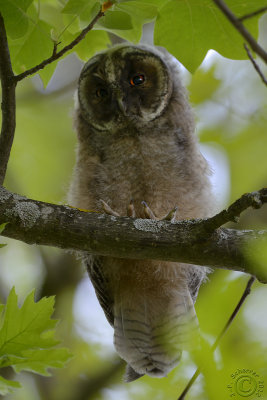Baby Long-eared Owl #6
