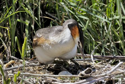 Great Crested Grebe (Podiceps cristatus) counting her eggs !