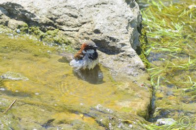 House Sparrow (Passer domesticus)