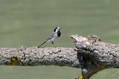 Wagtail (Motacilla alba)