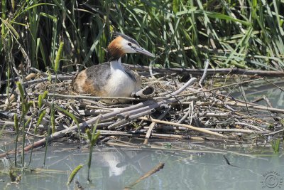 Great Crested Grebe (Podiceps cristatus) laying eggs !
