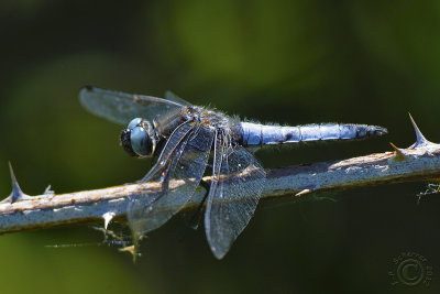 Emperor dragonfly (Anax Imperator)