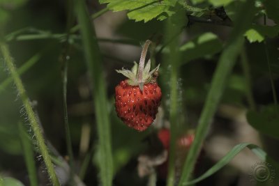 Wild strawberry !