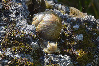 Just a snail...