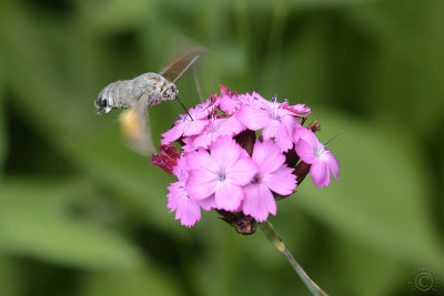 Hummingbird Hawk-moth (Macroglossum stellatarum)
