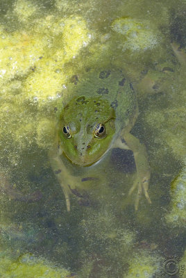 Marsh Frog (Pelophylax ridibundus)