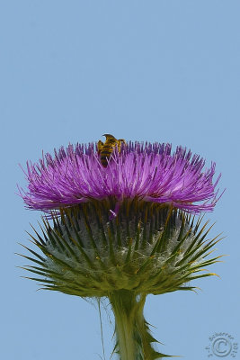 A bee digging in a Nodding Thistle (Carduus nutans)