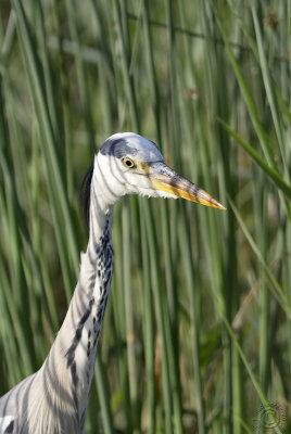 Grey Heron (Ardea Cinerea)