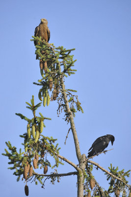 Black Kite (Milvus migrans) + Carrion Crow (Corvus corone)