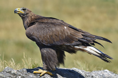  Golden Eagle (Aquila Chrysaetos)