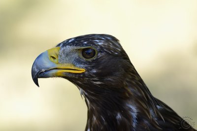  Golden Eagle (Aquila Chrysaetos)