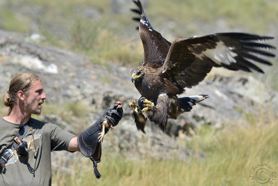  Golden Eagle (Aquila Chrysaetos) ...with the falconer !