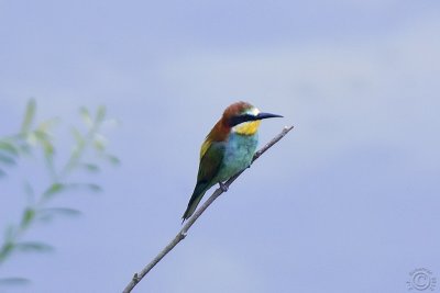 European Bee-eater (Merops Apiaster)