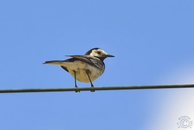 Wagtail (Motacilla alba)