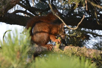 Red squirrel (Sciurus Vulgaris)