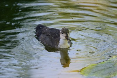 Baby coot (Fulica atra) growing up !