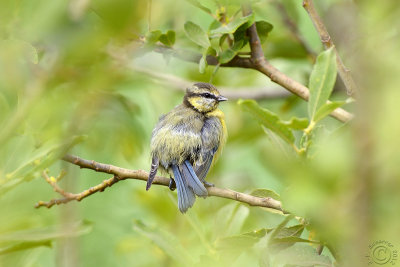 Eurasian Blue tit (Cyanistes caeruleus)