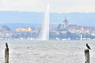 Cormorants guardians of Geneva's Fountain !