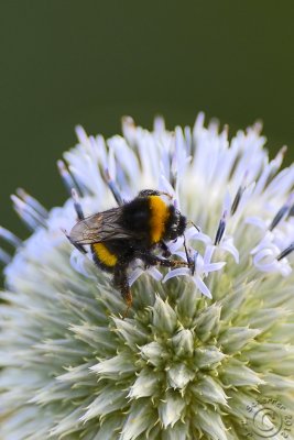 Bumblebee Common Carder-bee (Bombus Pascuorum)