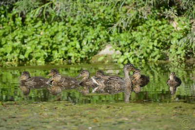 Mrs Duck and the kids !