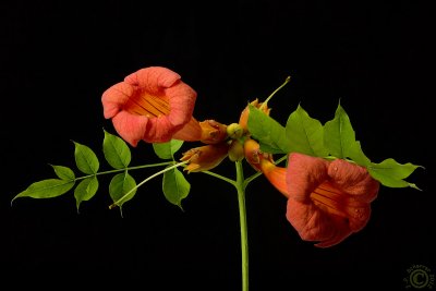 Trumpet vine flowers (Campsis Radicans)