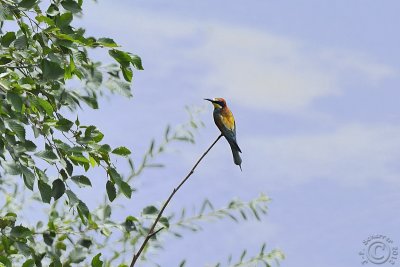European Bee-eater (Merops Apiaster)