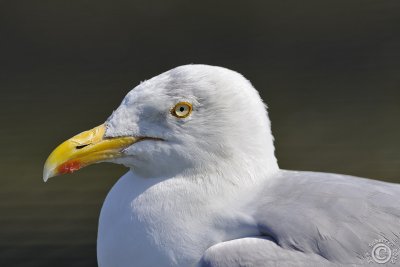 European Herring Gull (Larus argentatus)