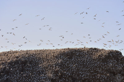Colony of Northern Gannet at Rouzic Island