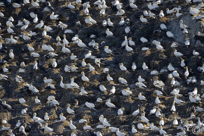 Colony of Northern Gannet at Rouzic Island