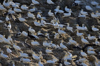 Colony of Northern Gannet at Rouzic Island