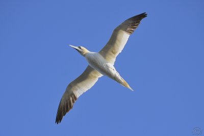 Northern Gannet (Morus Bassanus)