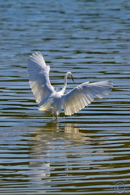 Great White Egret (Ardea Alba)