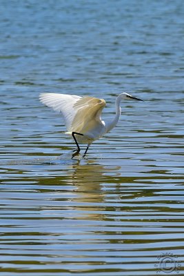 Great White Egret (Ardea Alba)