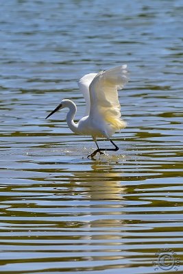 Great White Egret (Ardea Alba)