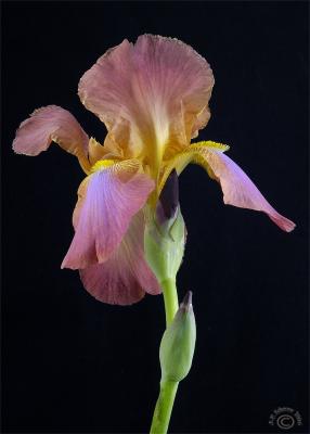First iris of 2006