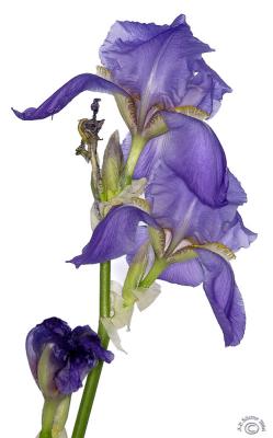 Another view of irises...