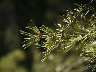 7359 pine 2.jpg
