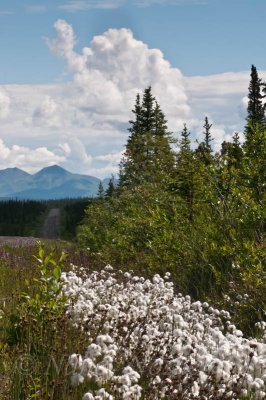 Alaska Cotton