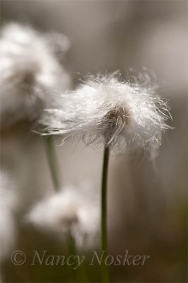 Alaska Cotton