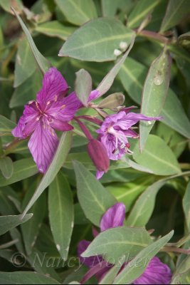 Dwarf fireweed