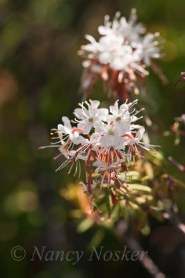 Labrador Tea