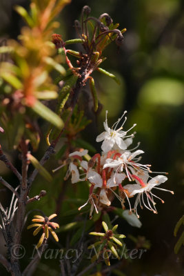 Labrador Tea